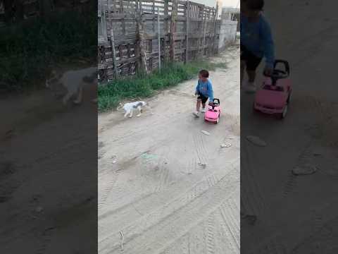 القطه المشمشيه حلوه بس شقيه Shorts