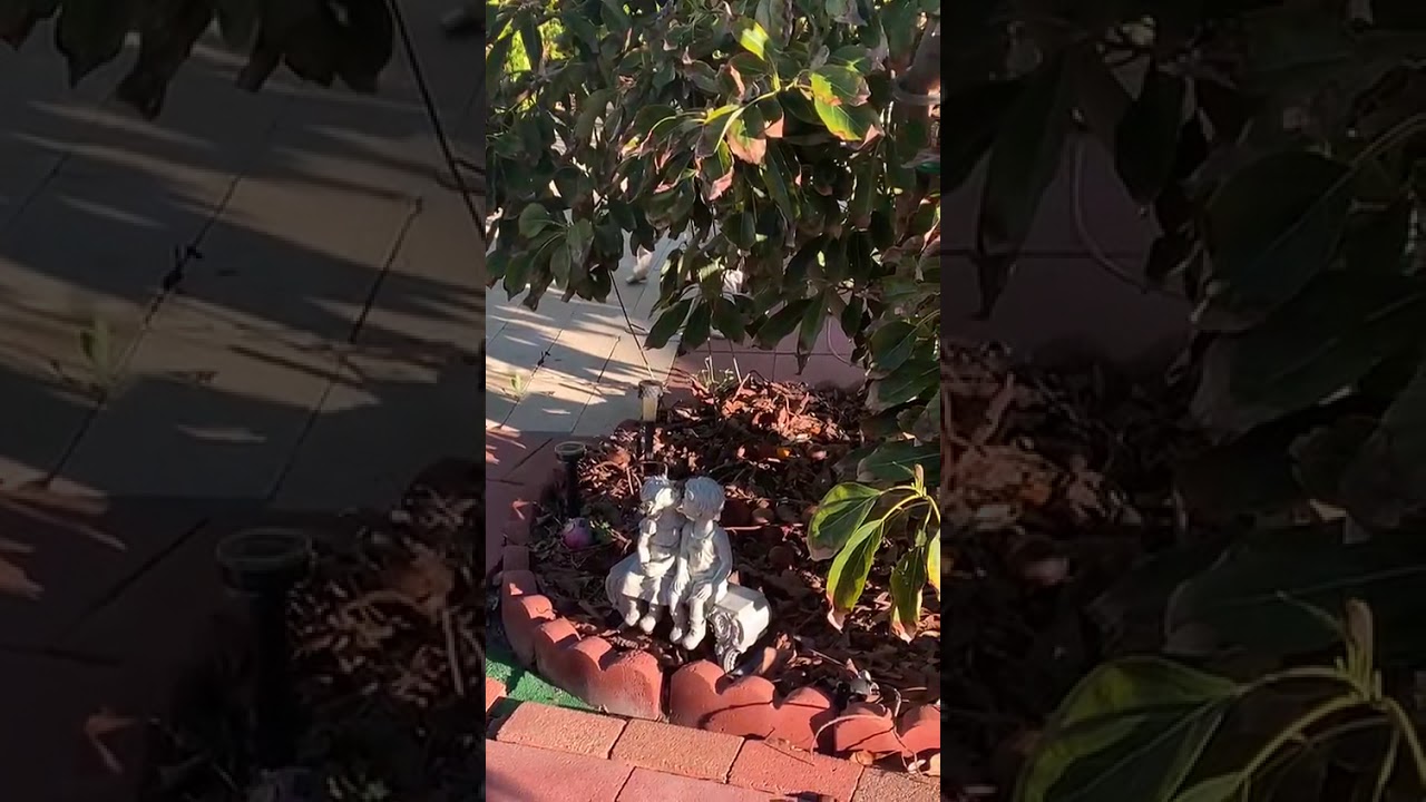 Birds visiting my Backyard. 🕊️