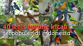 40 jenis burung kicau terbaik dan terpopuler di Indonesia,dengan suara aslinya yang merdu