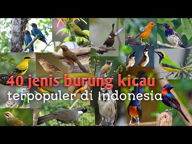 40 jenis burung kicau terbaik dan terpopuler di Indonesia,dengan suara aslinya yang merdu class=