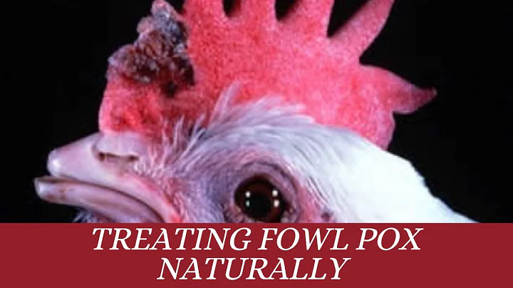 Tratamiento natural para la viruela aviar - Ayuda a tu grupo de gallinas a recuperarse más rápido y más fuertes