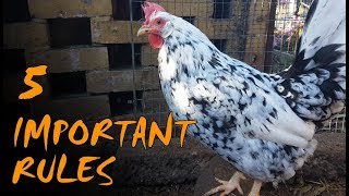 Chicken Keeping for Beginners | UK Rules and Regulations