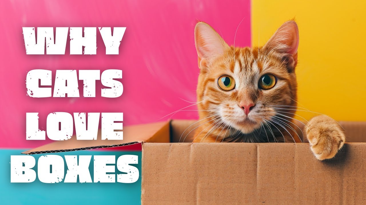Why Cats Love Boxes (The Science Explained) - YouTube