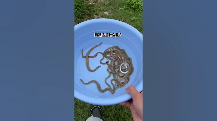 What fish is this? | Chinese Mountain Forest Life and Food #Moo Tik Tok#FYP - DayDayNews