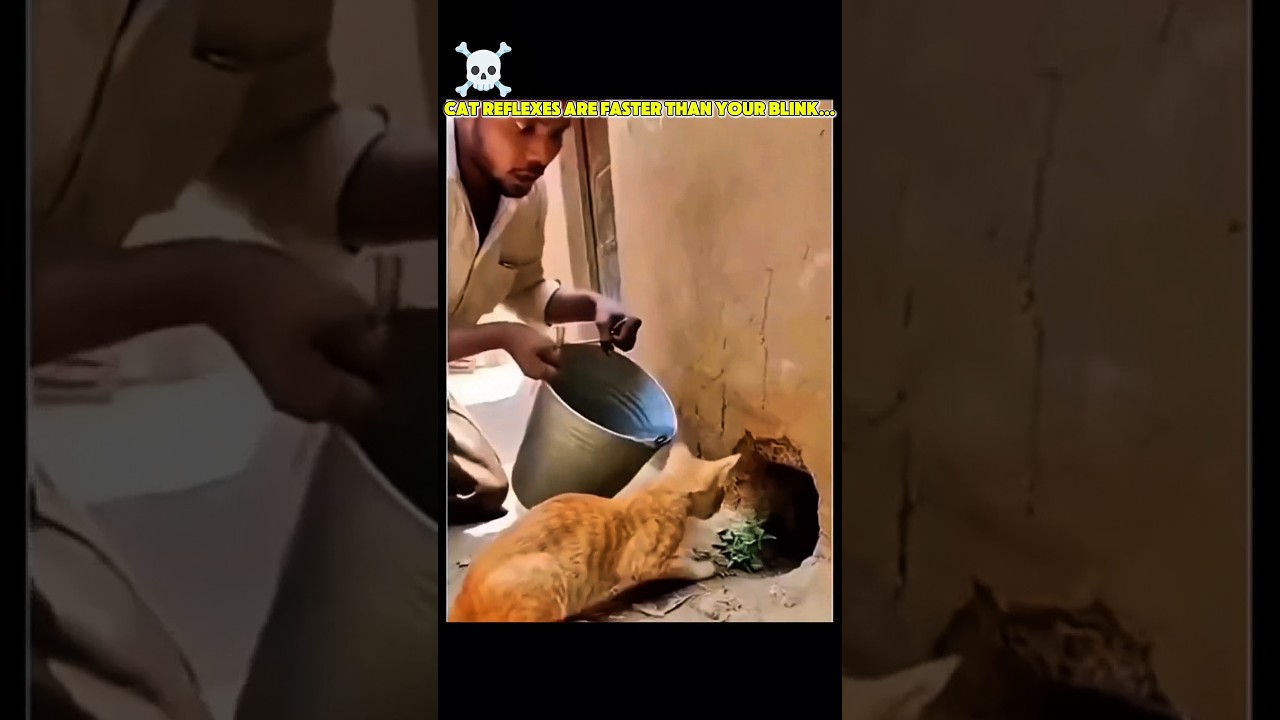 Cat reflexes are faster than your blink ⚡#CatReflex #CatReaction #FastestCat #FunnyCat #shorts