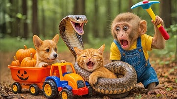 🐵🐶Monkey & Puppy Save Injured Mama Cat from King Cobra Attack and Share Pumpkin Soup Under Halloween