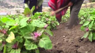 ProduNoticias Andes Kinkuna S.A