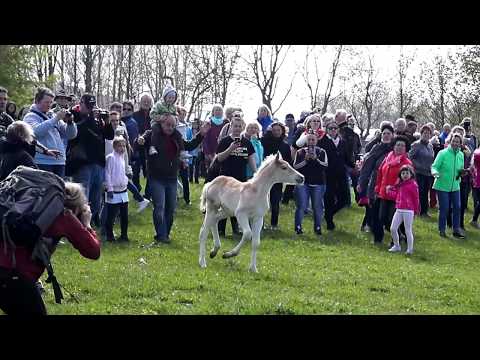 Video: Wie Der Künstler GioBulla Beobachtet, Schafft Seinen Eigenen Weg In Urbano