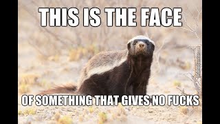Are Honey Badgers OP By TierZoo Reaction