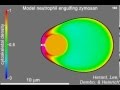 Simulation Of The Phagocytosis Of Zymosan By A Human Neutrophil 