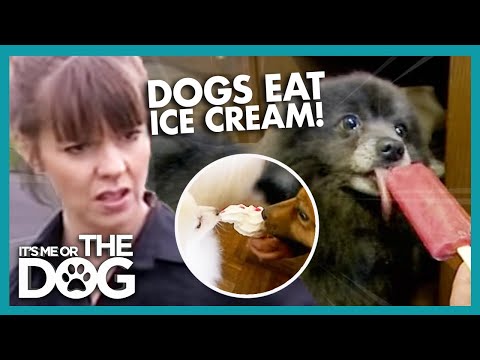 Can Dogs Eat Ice Cream and Drink Tea? | It&rsquo;s Me or the Dog