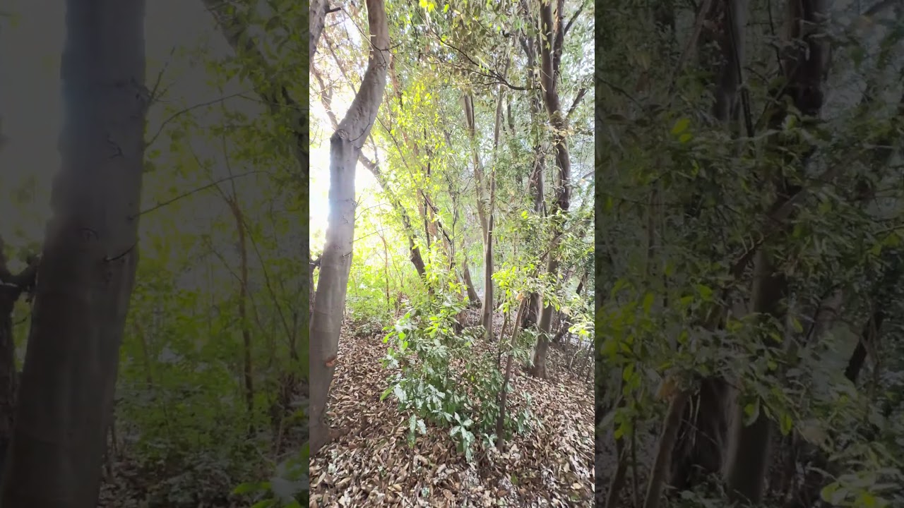 Peaceful Morning Birds | Natural Forest Sounds 🌿🐦 