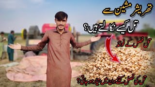 Sesame Threshing With Thresher || Benefits Of Sesame