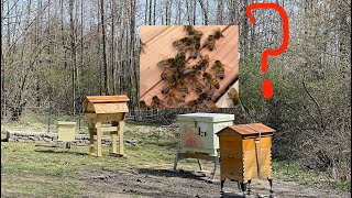 Package Installs - Cathedral Hive, Layens Hive, Langstroth Hive!  TWO QUEENS?? by Jerfish Entertainment, Music, Sailing, and Farms 386 views 2 years ago 10 minutes, 55 seconds