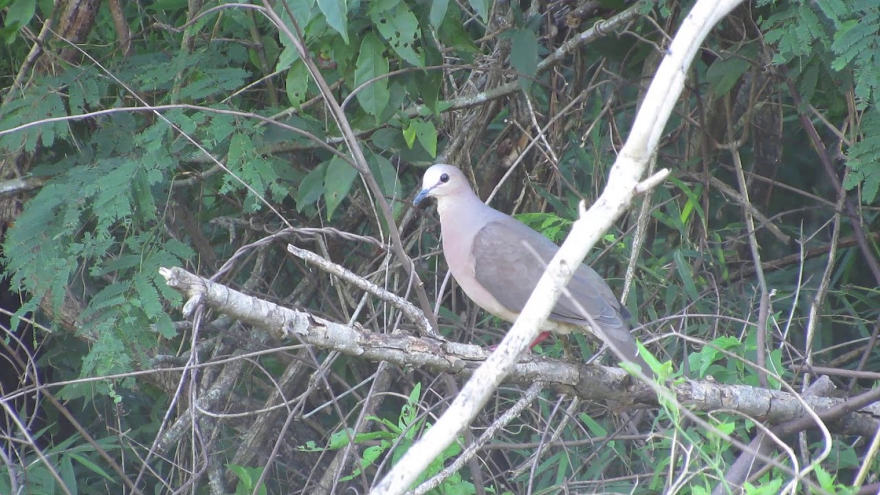Leptotila rufaxilla reichenbachii Pelzeln, 1870 / Grey-fronted Dove