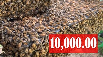 Inside The Hive TV - 10K - Happy New Year  - Honey Bee Videos