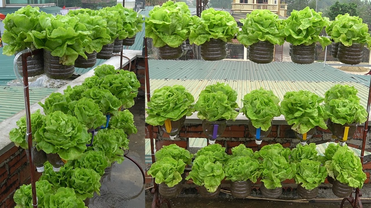 Vertical Garden With Drip Irrigation To Grow Lettuce, Simple, Creative