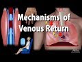 Mechanisms of Venous Return, Animation