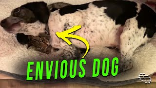 Jealous Dog Lay on Cat to Make Him Leave His Bed