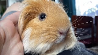 Max the Guinea pig Purring and Vibrating!