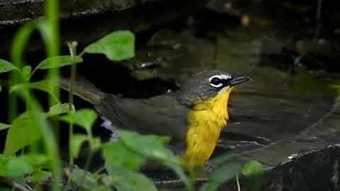 Yellow-breasted Chat