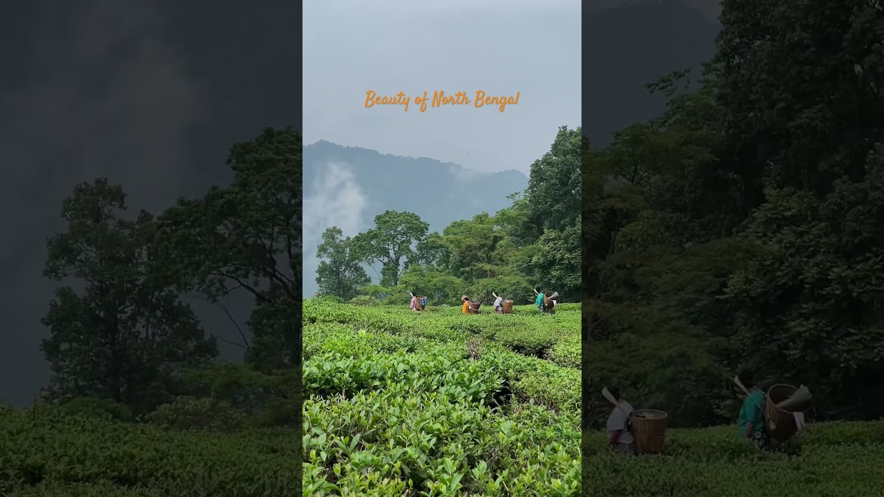 Beauty of North Bengal| North Bengal offbeat| Tea Garden of North Bengal