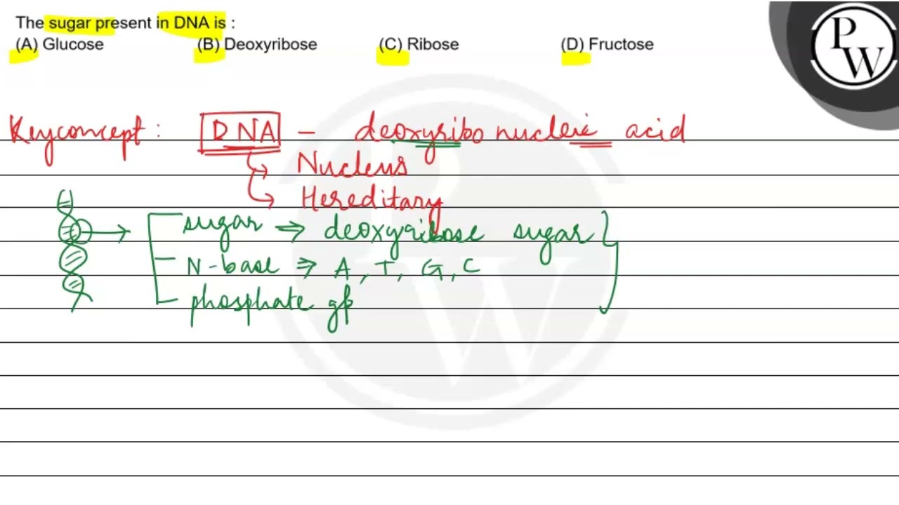 The sugar present in DNA is (A) Glucose (B) Deoxyribose (C) Ribose