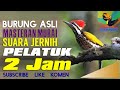 MASTERAN GACOR SUARA  KICAU BURUNG PELATUK DURASI 2 jam nonstop