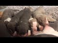 pit bull puppies sucking at  3 weeks old.