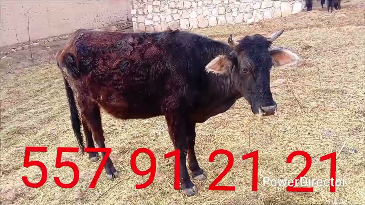 ГОВИ ЁШИ ДЕҲҚОНИ  НАЗДИК ЗОЙ . н ХУРОСОН. д.ҲАЛҚАҶАР