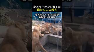 虎とライオンを育てた母リトリバーの優しい教え