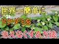 【雑草対策】除草剤や防草シートは必要なし簡単に雑草を生えなくする方法