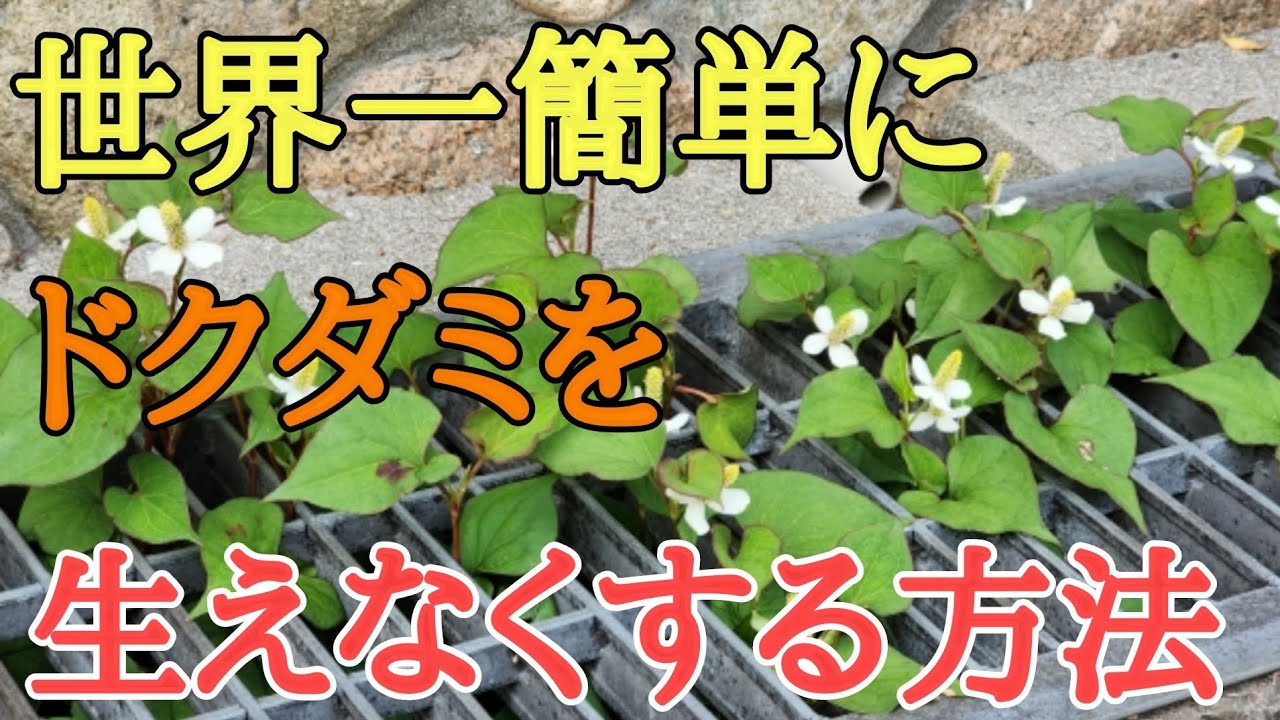 しぶとい雑草“ドクダミ”を生やさない超簡単な方法が115万再生！ 除草剤