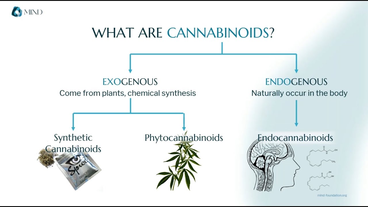 The Elements of Science | Cannabinoids - YouTube