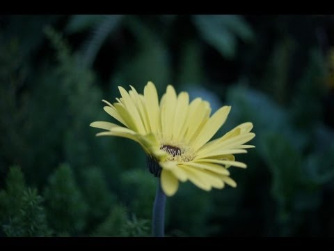 Misteri Cinta ~ Nicky Astria With Lyrics