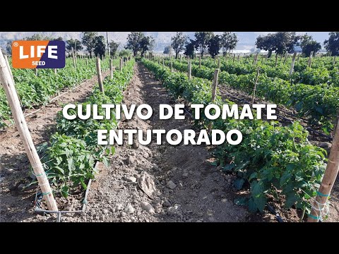 1er Webinar de Tomate Rex Entutorado