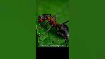 ¿Puede una hormiga levantar 5.000 veces su peso?