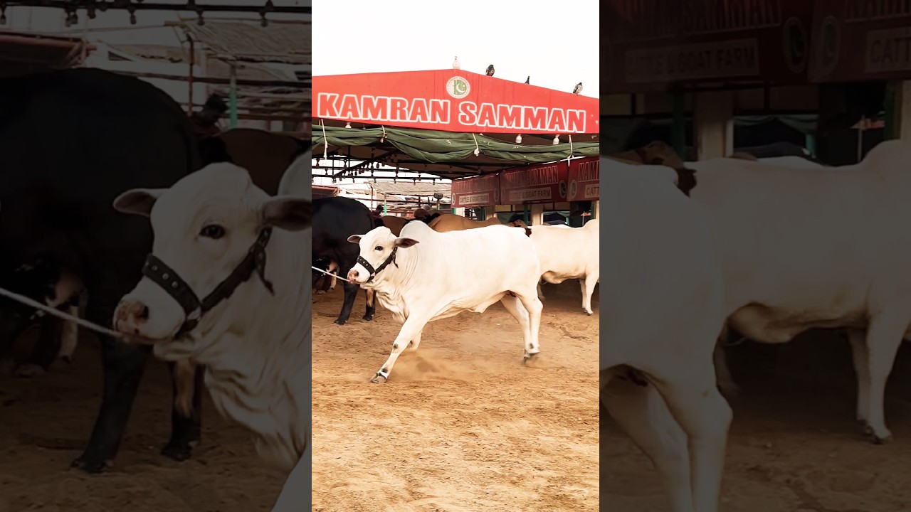 Northern Bypass Cow and Cattle Mandi 2025 Karachi The heaviest Calf in the Market 