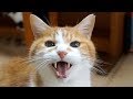 にゃーにゃー鳴くお爺さん猫