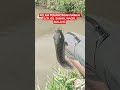 SPOT KOLAM KOTA MALANG DAN KABUPATEN #mancing #kolampancing #spotmancing