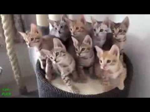ვიდეო: კატების კალიცივირუსული ინფექცია კატებში