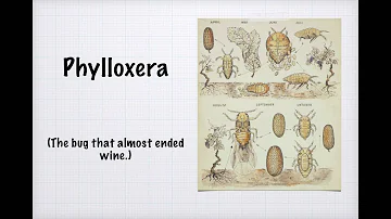 What caused phylloxera?