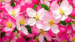 Нежная музыка, успокаивает нервы и радует душу 🌸 Целебные мелодии для сердца
