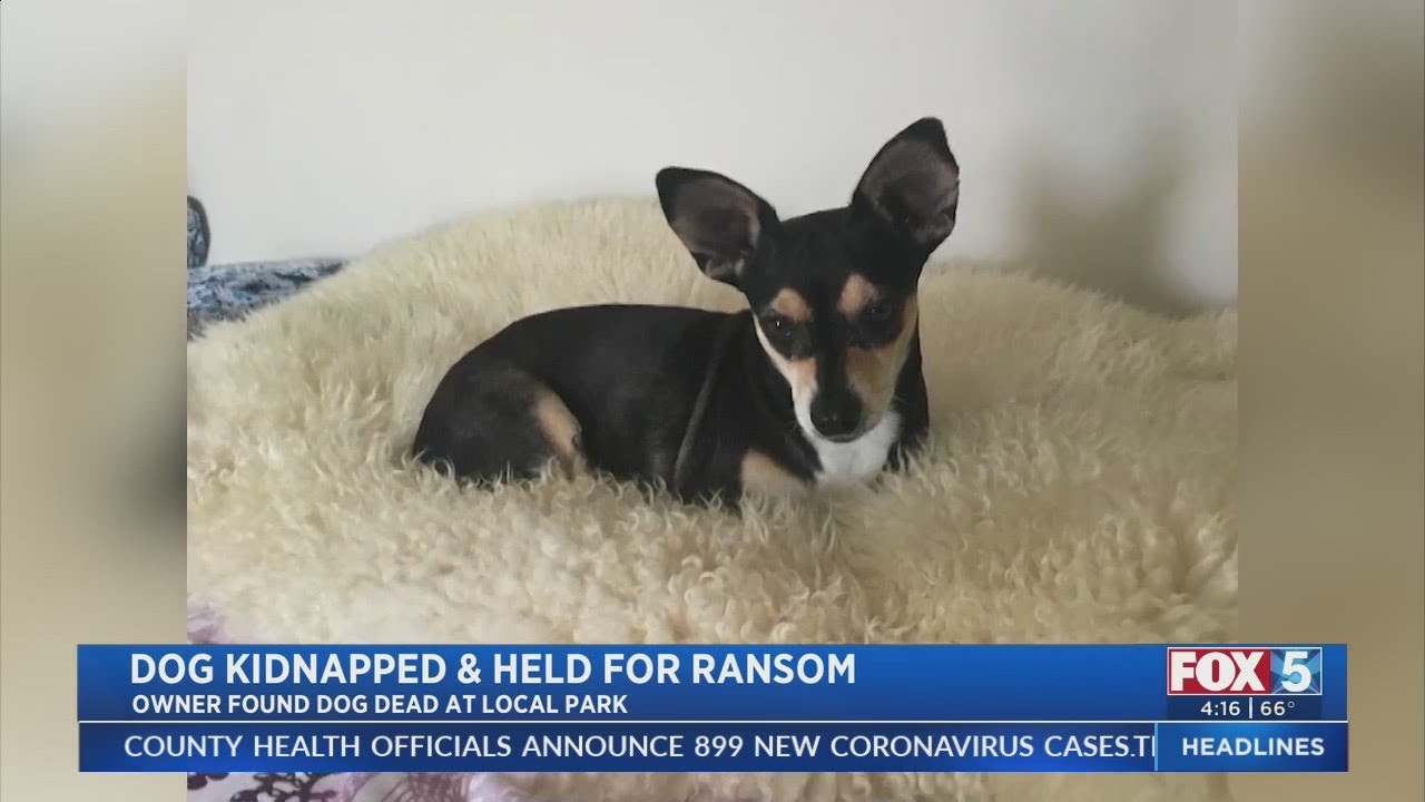 Dog Kidnapped and Held for Ransom YouTube