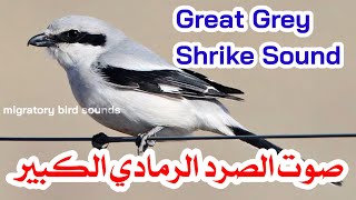 صوت الصرد الرمادي الكبير    