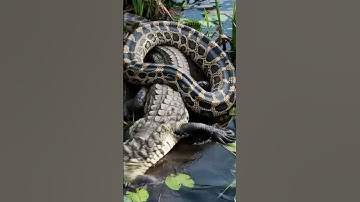 Python vs. Alligator: A Deadly Swamp Showdown! #wildanimals #animallife #wildlife #animals #shorts