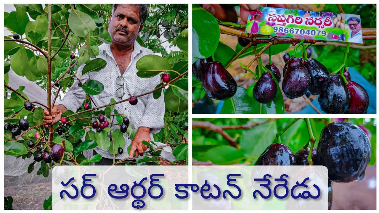 SIR Arthur COTTON KALA JAMUN || NEW VAREITY JAMUN || 7075858499