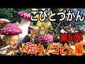 【こびとづかん 】ベニキノコビト見つけるまで帰れま10!!【大人向け】