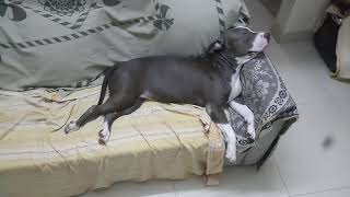 Pitbull Get Angry Angry Pitbull Deadliest Dogs Ever