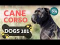 Top 10 Facts About the Cane Corso | Dogs 101 - Cane Corso